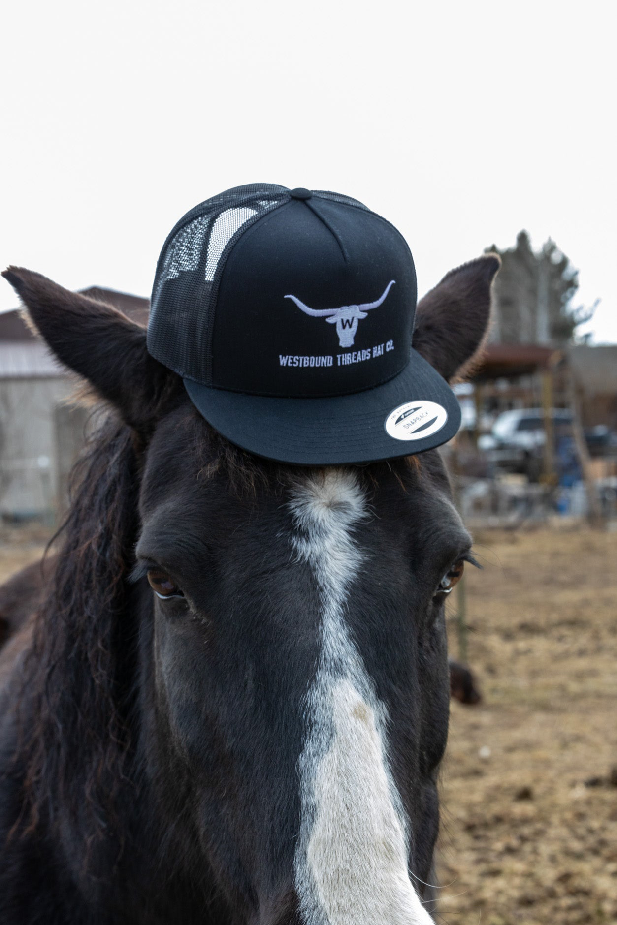 THE OG LONGHORN