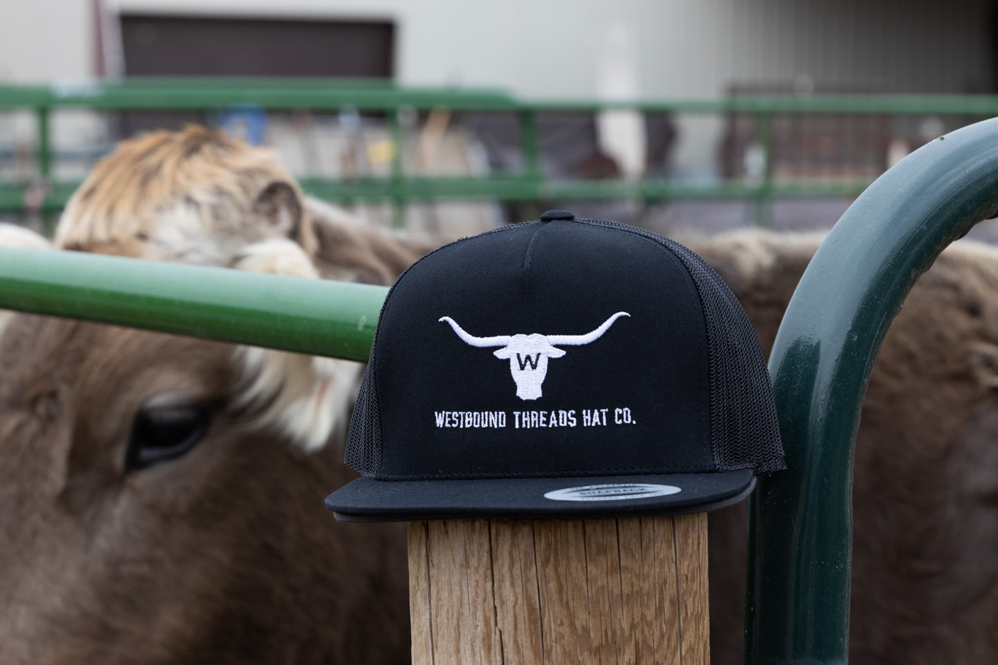 THE OG LONGHORN